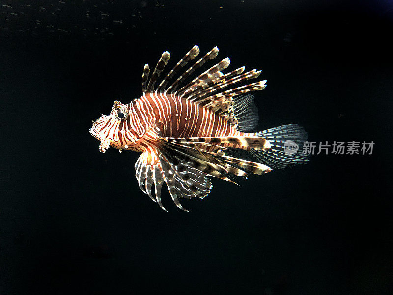 有毒的狮子鱼在热带海洋水族馆鱼缸中游动，以黑色为背景，褐色和白色的蝴蝶鳕鱼/斑马鱼/带毒鳍的鱼，加勒比海/地中海辐射翼鱼